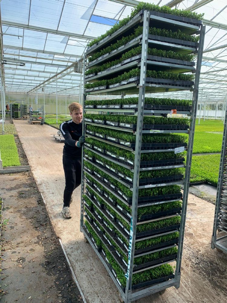 Tijdens het afleverseizoen worden alle zeilen bijgezet Tijdens het afleverseizoen worden alle zeilen bijgezet