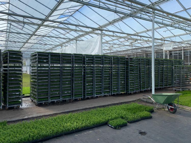 De karren staan klaar voor transport De karren staan klaar voor transport