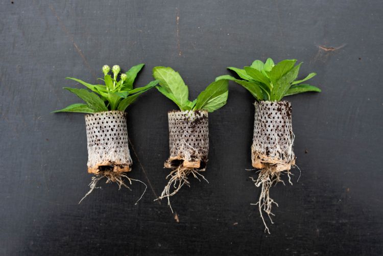 De paperpot vervangt conventionele plastic potten en zakken De paperpot vervangt conventionele plastic potten en zakken