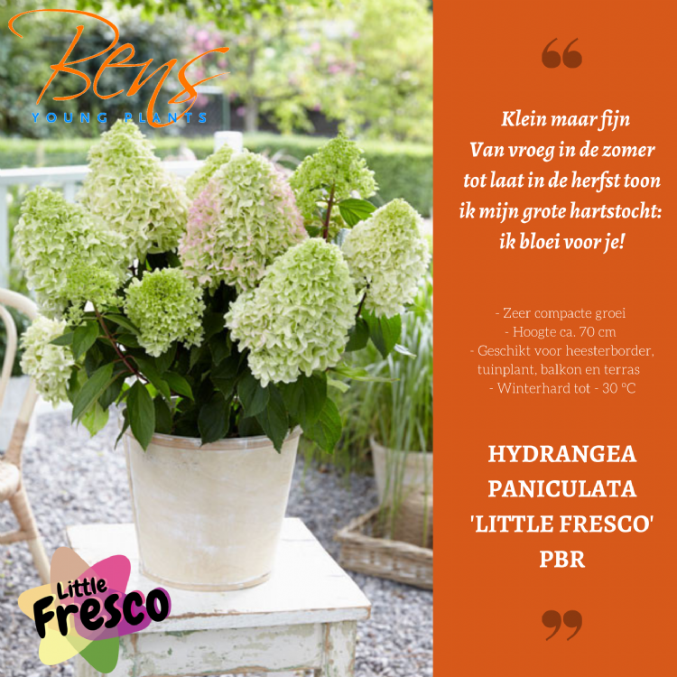 <i>Hydrangea paniculata</i> 'Little fresco' (PBR)