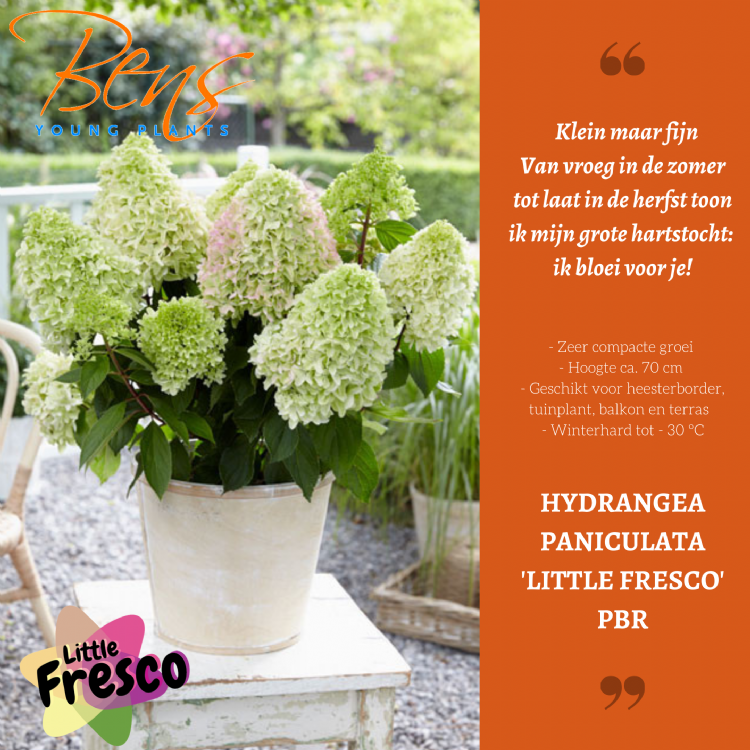 <i>Hydrangea paniculata</i> 'Little fresco' (PBR) <i>Hydrangea paniculata</i> 'Little fresco' (PBR)