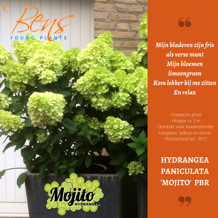 <i>Hydrangea paniculata</i> 'Mojito' (PBR)