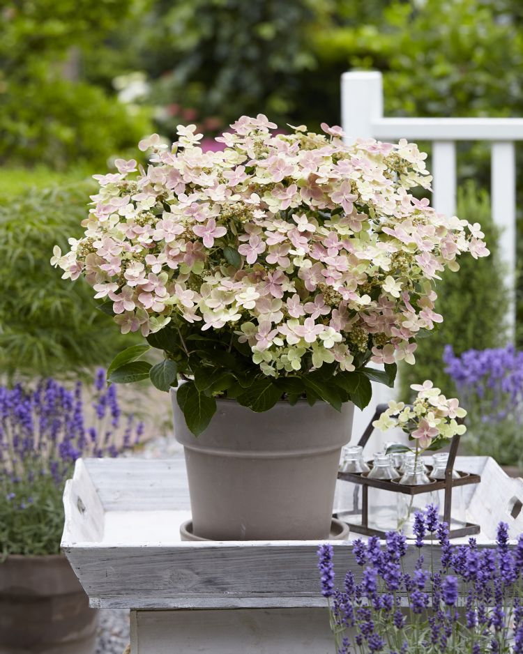 <i>Hydrangea paniculata</i> 'Breg14' ('Polestar') <i>Hydrangea paniculata</i> 'Breg14' ('Polestar')