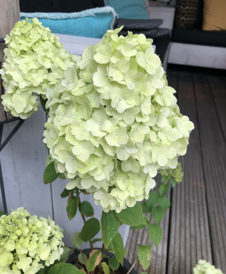 <i>Hydrangea paniculata</i> COUHARIE 'Petite Cherry' PBR <i>Hydrangea paniculata</i> COUHARIE 'Petite Cherry' PBR