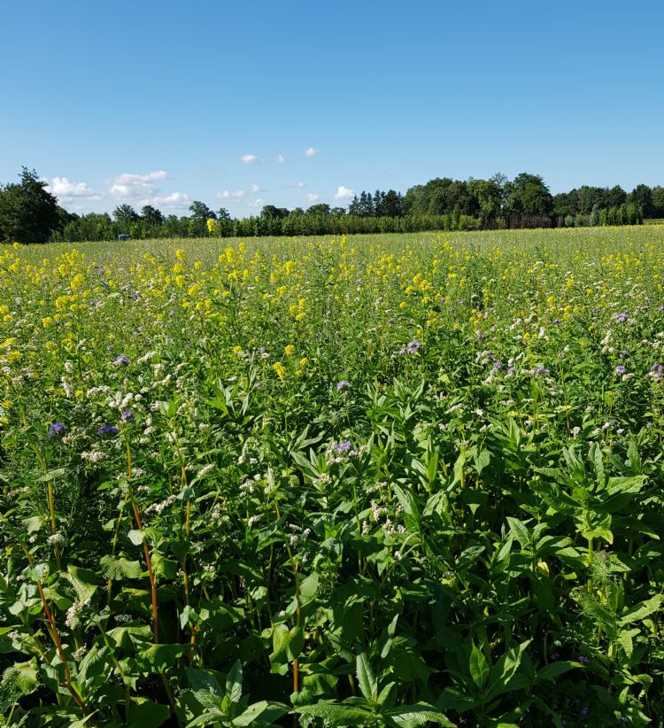 Gewasstand van de groenbemester Vital Complex bij boomkwekerij Vlemminx, begin augustus 2020 Gewasstand van de groenbemester Vital Complex bij boomkwekerij Vlemminx, begin augustus 2020