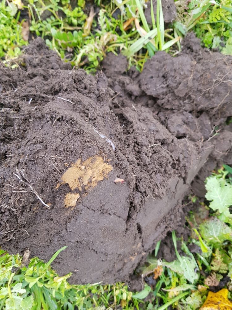 Vlemminx is zeer enthousiast over rogge als groenbemester. Rogge kan wel 2 m diep wortelen als de grondwaterstand het toelaat. Een tussenteelt van graan is belangrijk om de bodem biologisch weer op orde te krijgen Vlemminx is zeer enthousiast over rogge als groenbemester. Rogge kan wel 2 m diep wortelen als de grondwaterstand het toelaat. Een tussenteelt van graan is belangrijk om de bodem biologisch weer op orde te krijgen