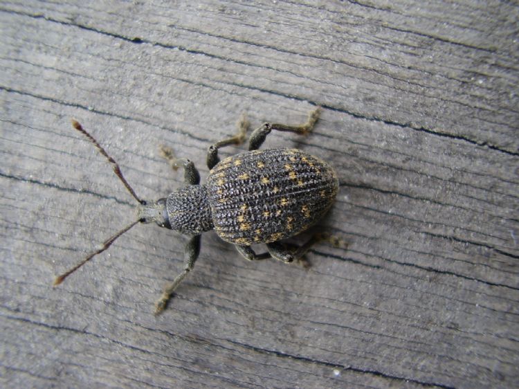 De lapsnuitkever. Foto: Delphy De lapsnuitkever. Foto: Delphy