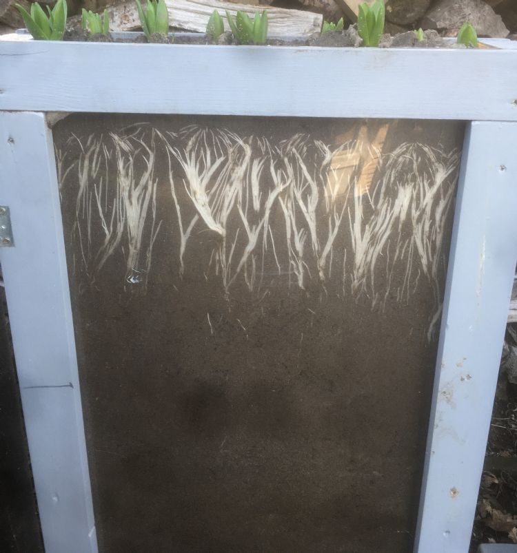 Serenade wordt vooral ingezet bij gewasbespuitingen tegen schimmelziekten. Bodemtoepassing is ook toegestaan. Naast het onderdrukken van bodempathogenen blijkt het product de wortelontwikkeling en opname van nutriënten door de plant te bevorderen Serenade wordt vooral ingezet bij gewasbespuitingen tegen schimmelziekten. Bodemtoepassing is ook toegestaan. Naast het onderdrukken van bodempathogenen blijkt het product de wortelontwikkeling en opname van nutriënten door de plant te bevorderen