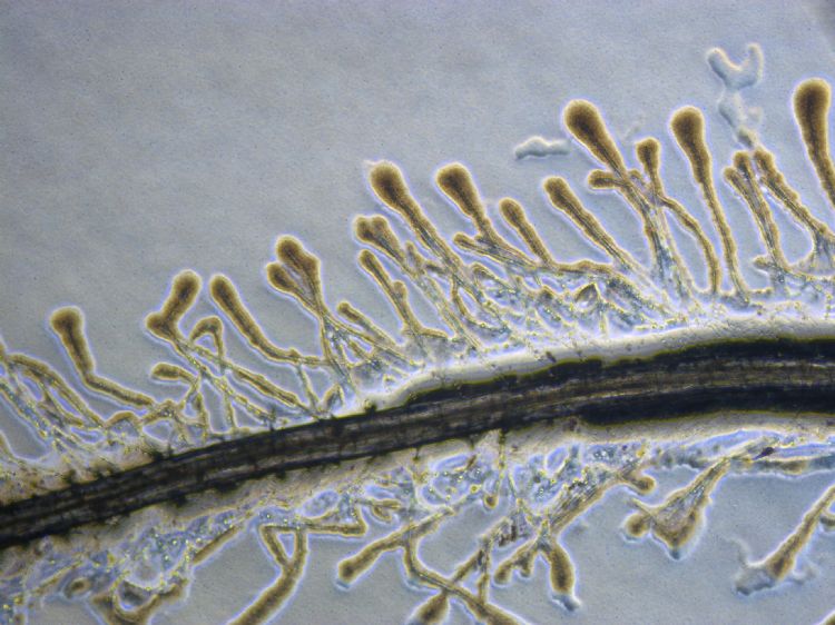 Kolonisatie van fijne plantenwortels door gunstige bacteriën heeft meerdere positieve effecten Kolonisatie van fijne plantenwortels door gunstige bacteriën heeft meerdere positieve effecten