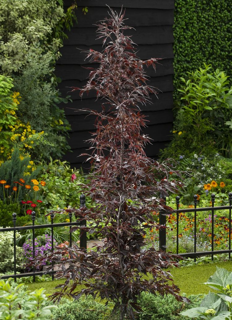 <i>Fagus sylvatica</i> 'Midnight Feather' is een opgaande beuk, die een mooie doorgaande tak maakt. <i>Fagus sylvatica</i> 'Midnight Feather' is een opgaande beuk, die een mooie doorgaande tak maakt.