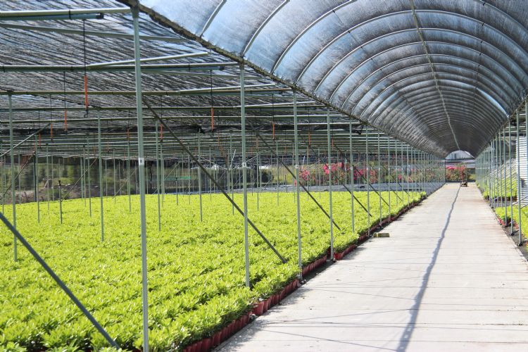 De kwekerij van <i>Skimmia</i>-kweker David Moerings uit Boskoop De kwekerij van <i>Skimmia</i>-kweker David Moerings uit Boskoop