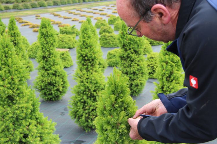 Theo Wenting knipt jaarlijks rond de 20 miljoen stekken Theo Wenting knipt jaarlijks rond de 20 miljoen stekken