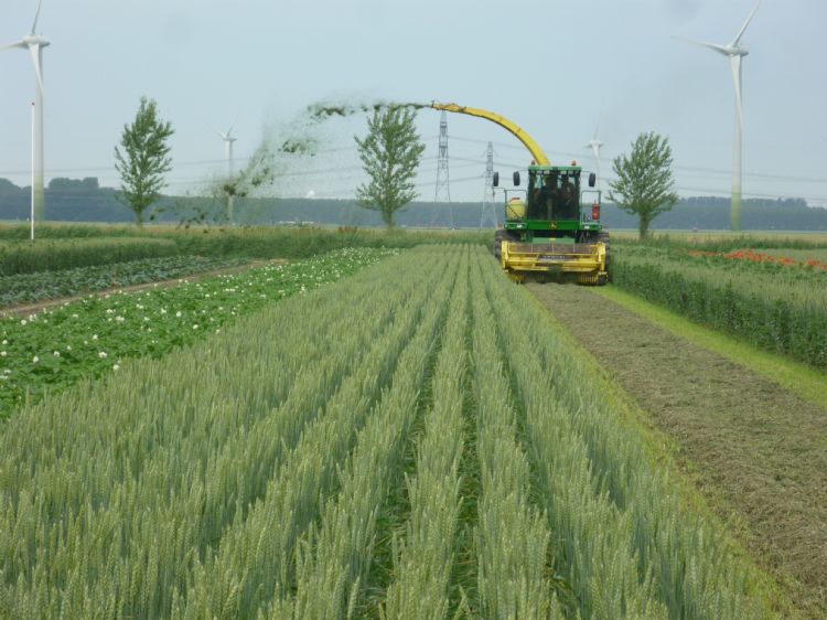 Gemaaid gras op een perceel met strokenteelt wordt direct elders uitgestrooid. Foto: Fogelina Cuperus Gemaaid gras op een perceel met strokenteelt wordt direct elders uitgestrooid. Foto: Fogelina Cuperus