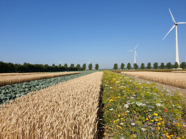 Natuurstroken tussen de gewassen bevorderen de biodiversiteit, ook in het midden van het perceel. Foto: Fogelina Cuperus Natuurstroken tussen de gewassen bevorderen de biodiversiteit, ook in het midden van het perceel. Foto: Fogelina Cuperus