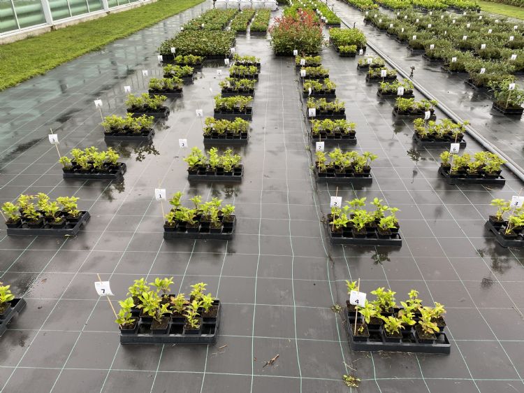 Foto: Syngenta Foto: Syngenta