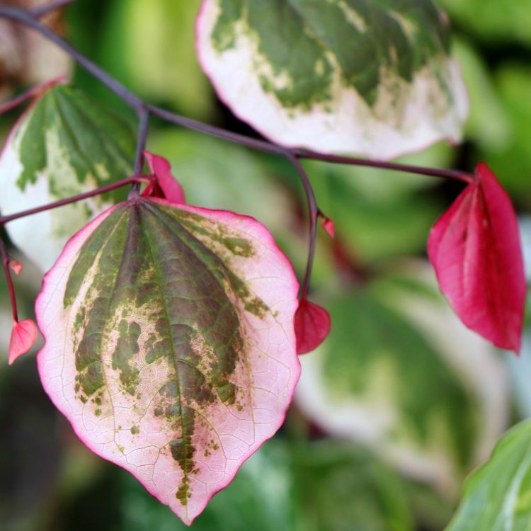 Cercis canadensis 'Carolina Sweetheart', winnaar in de categorie tuinplanten. © Plantarium