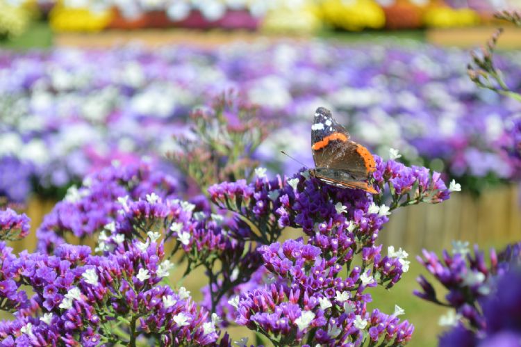 Royal Van Zanten - Limonium Salt Lake