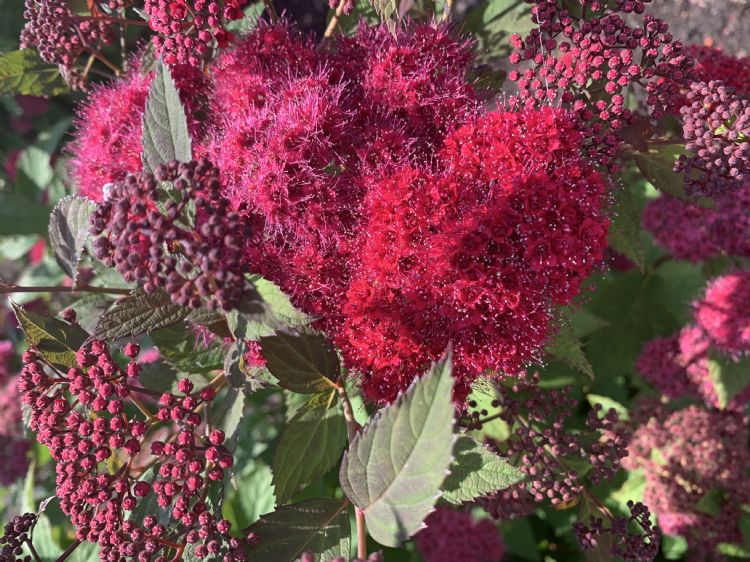 De Spirea