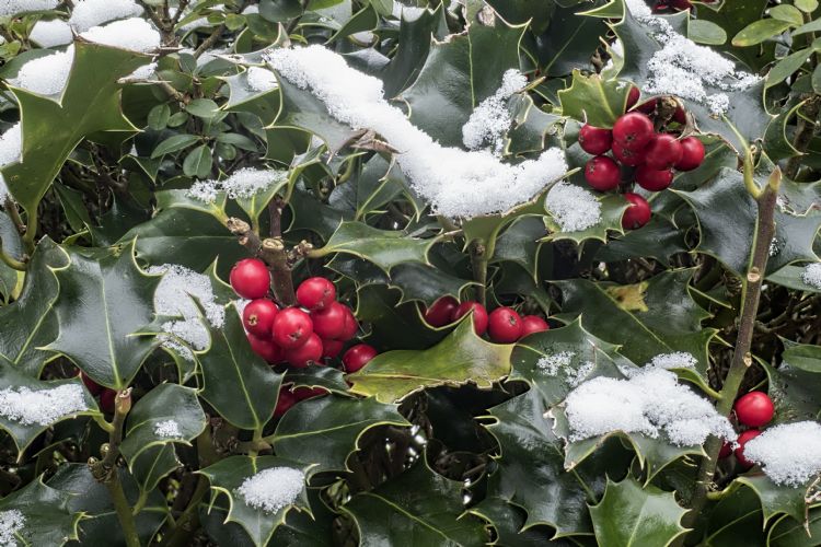 Ilex aquifolium  credit Wolfgang Claussen via Pixabay