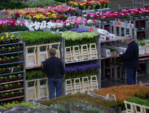 Foto via Royal FloraHolland