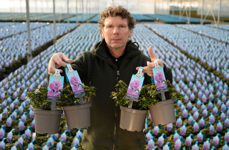 Frans Kortenhorst van boomkwekerij Kortenhorst is gespecialiseerd in dwergrododendrons