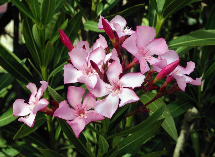 Vanaf 1 juli 2021 is het verplicht om de Nerium oleander te labelen met eventuele gezondheidsrisico's