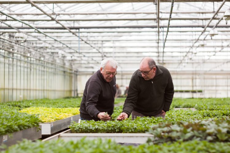 Helleborus-kweker Thierry Van Paemel (l) en Wim Torfs van Jiffy bekijken de plantjes in de Preforma-plug