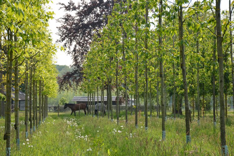 Skal-perceel bij Van den Berk boomkwekerijen