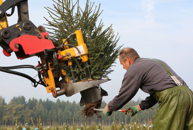 Zestig tot zeventig procent van de verkochte bomen wordt in Nederland gekweekt.