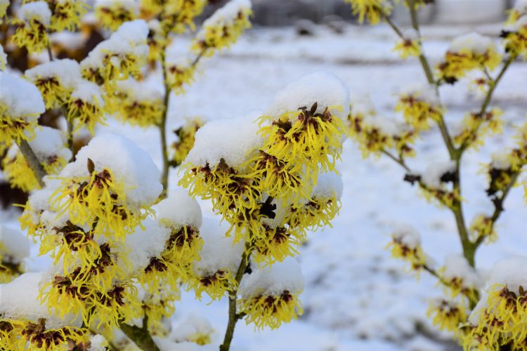 Bloesems van de toverhazelaar ('Advent') in een besneeuwde tuin