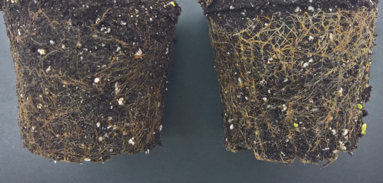 Na behandeling met de bodembacterie <i>Rhizobium rhizogenes</i>: links de kluit van een controleplant, rechts de kluit van een gewijzigde plant