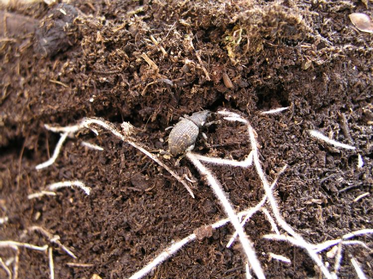 Taxuskevers Taxuskevers