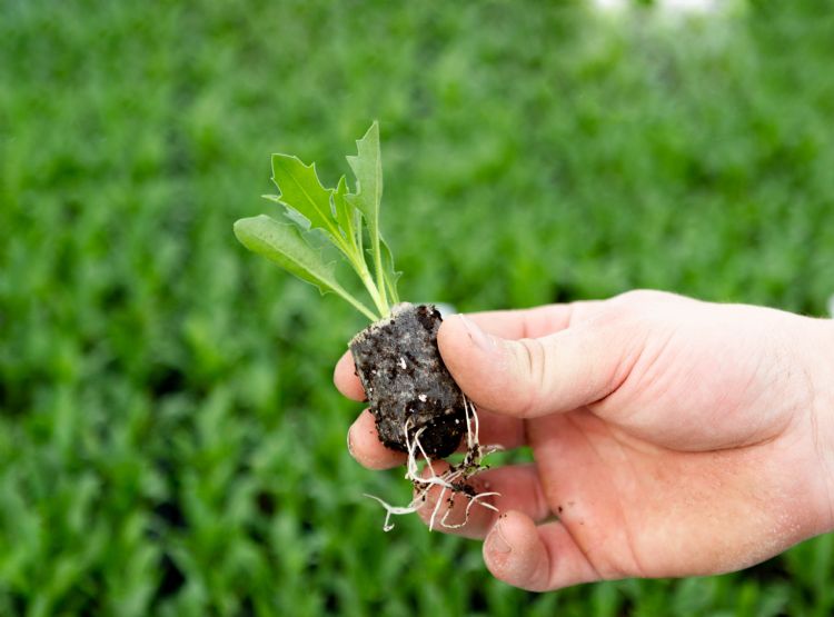 <hoofdfoto OptiPlug stek (8) BWRKT> <hoofdfoto OptiPlug stek (8) BWRKT>