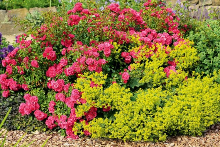 Rosa Heidetraum, foto Noack Rosen