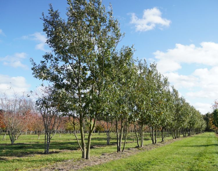 Meerstammige <i>Quercus cerris</i> 'Marvellous' bij Boomkwekerij Udenhout