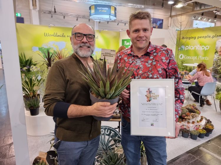 Blazing Saddles werd bekroond als IPM Novelty 2023 in de categorie Potplanten