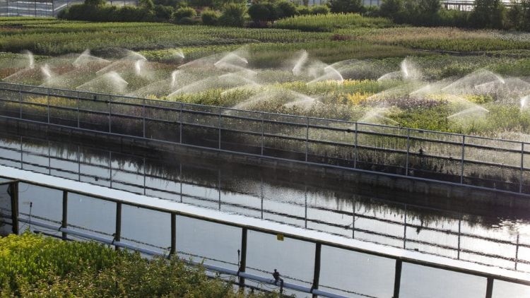 Goed water is onmisbaar voor de containerteelt, foto: Handelskwekerij Antoon Rijnbeek