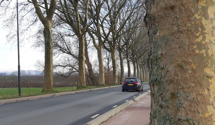 Laan met platanen Laan met platanen