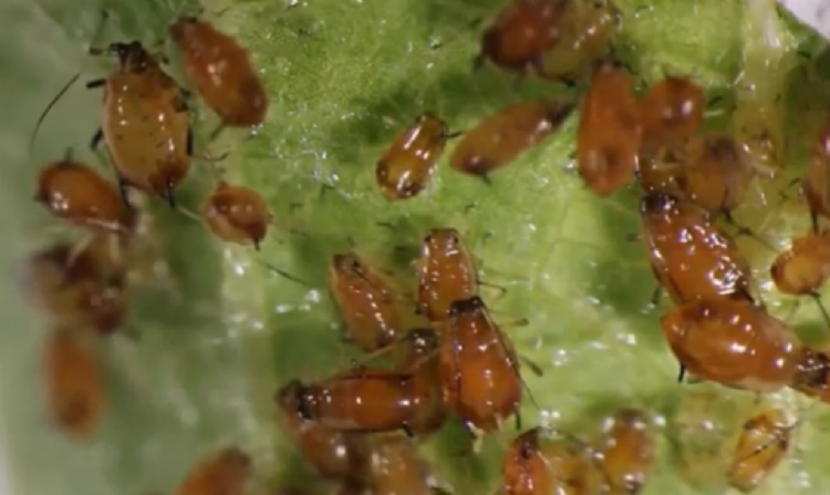 Luizen worden bestreden met Siltac SF. Foto: screenshot uit beeld van ISA Nanotech