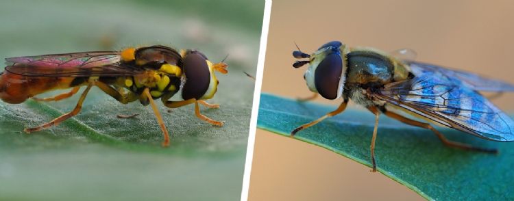 Zweefvliegen Sphaerophoria (links) en Eupeodes (rechts)  