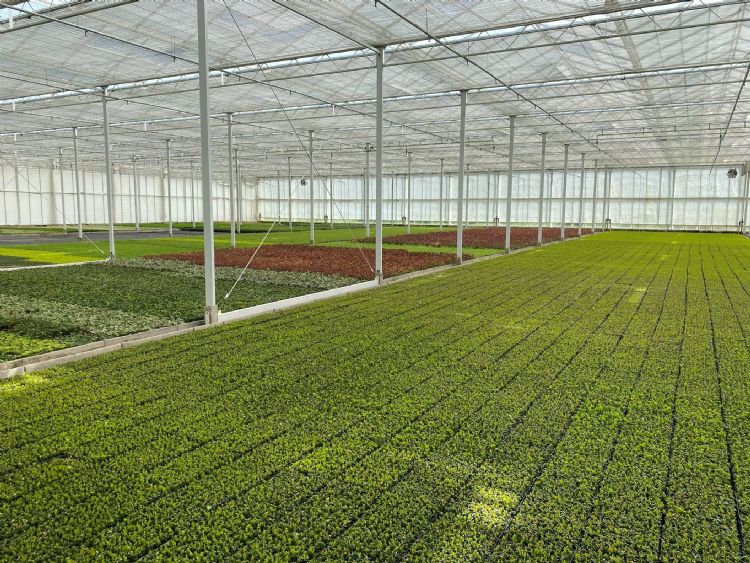 Wilbert Stek kweekt stekken onder 1,4 hectare glas