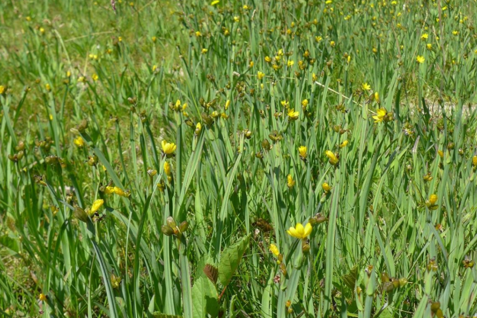 Gele bieslelie is aantrekkelijk als tuinplant, maar kan dominant voorkomen in het wild. Hier op de Grevelingendam in Zeeland, juni 2018 (Foto uit het rapport van Floron, J. van Dijk).