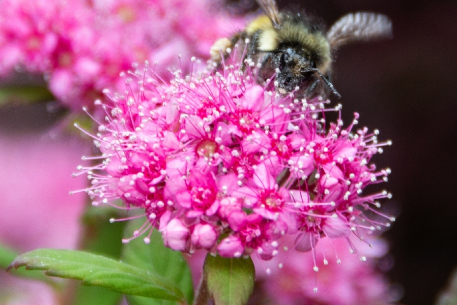 De roze bloemen Odessa zijn ook aantrekkelijk voor bijen en hommels
