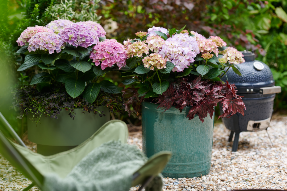 Foto: Hydrangea World