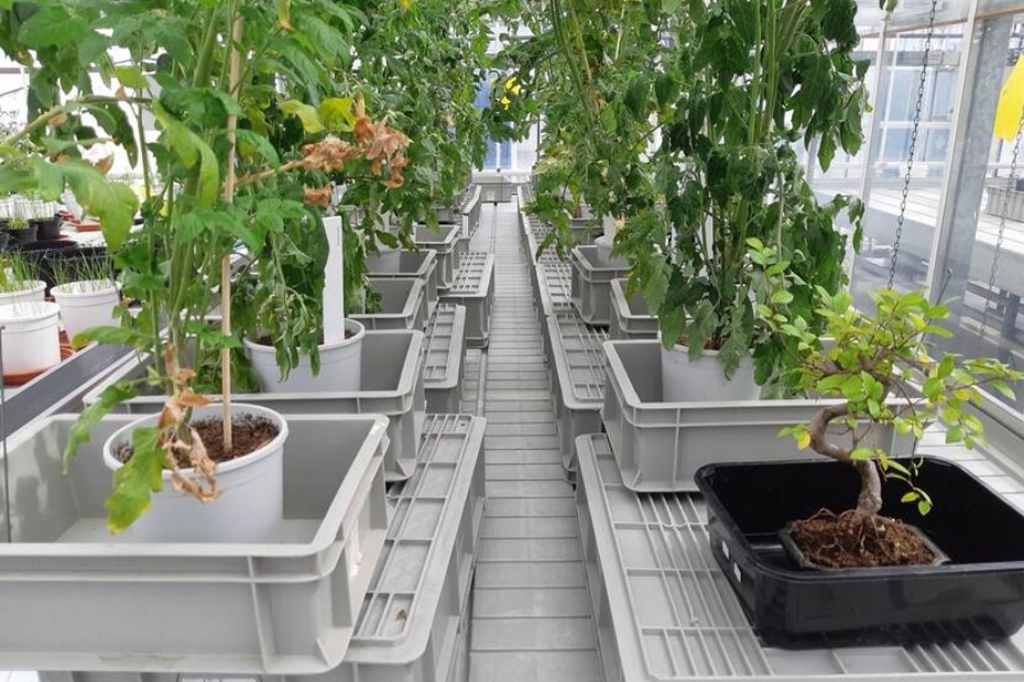 Proefopstelling tomaten- en Zelkovaplanten per pot in een eb vloed bak (Beeld: ©NVWA)