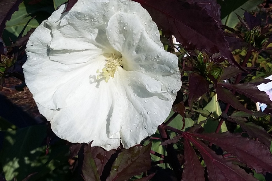 <i>Hibiscus</i> Carousel Ghost