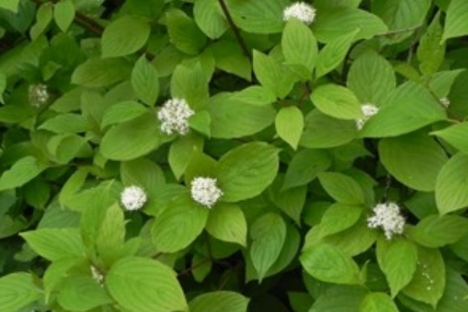 Cornus S (Foto E de Boer, NVWA)