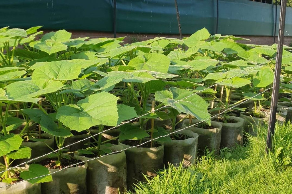 Proef met <i>Paulownia</i> Proef met <i>Paulownia</i>