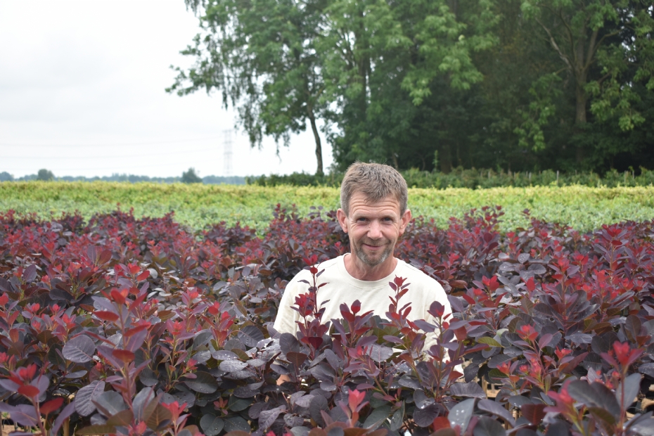 Paul Vergeer tussen <i>Cotinus coggygria</i> 'Royal Purple' op stam, met daarachter <i>Viburnum</i> 'Eskimo' op stam en <i>Euonymus fortunei</i> 'Canadale Gold' op stam