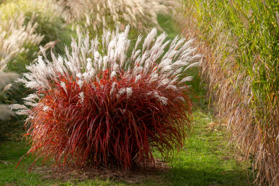 Miscanthus Lady in Red